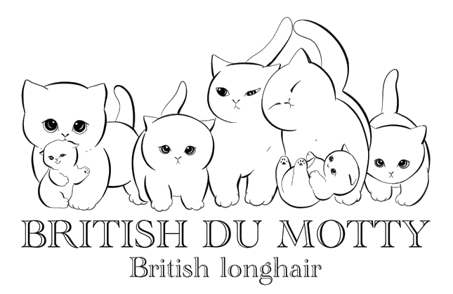 British du Motty – British Longhair